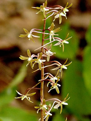 image of Tipularia discolor, Cranefly Orchid