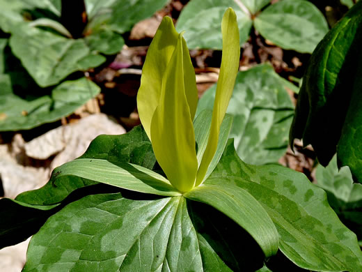 Trillium luteum, Yellow Trillium, Yellow Toadshade, Lemon-scented Trillium, Wax Trillium