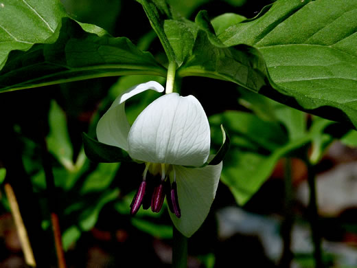 image of Trillium rugelii, Southern Nodding Trillium