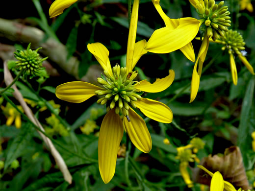 image of Verbesina alternifolia, Common Wingstem