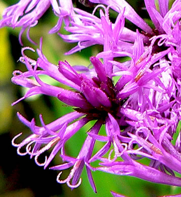 image of Vernonia gigantea, Tall Ironweed, Common Ironweed, Giant Ironweed