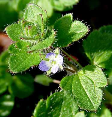 image of Veronica hederifolia, Ivyleaf Speedwell