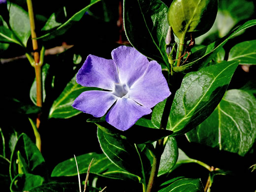 image of Vinca major, Bigleaf Periwinkle, Greater Periwinkle