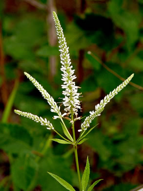 image of Veronicastrum virginicum, Culver's-root, Culver's-physic