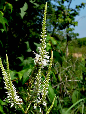 image of Veronicastrum virginicum, Culver's-root, Culver's-physic