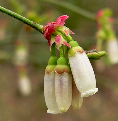 image of Vaccinium elliottii, Mayberry, Elliott's Blueberry