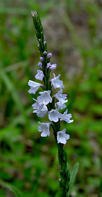 image of Verbena simplex, Narrowleaf Vervain