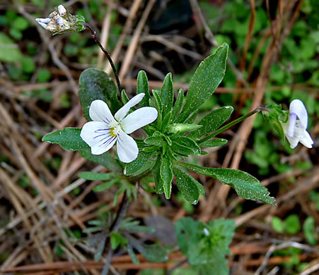 image of Viola rafinesquei, Johnny Jump-up, American Field Pansy, Wild Pansy