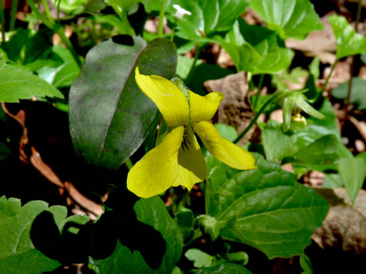 image of Viola pubescens, Downy Yellow Violet, Hairy Yellow Forest Violet