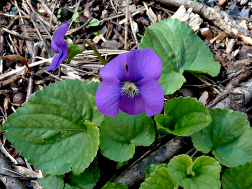 image of Viola sororia var. sororia, Dooryard Violet, Confederate Violet, Common Blue Violet