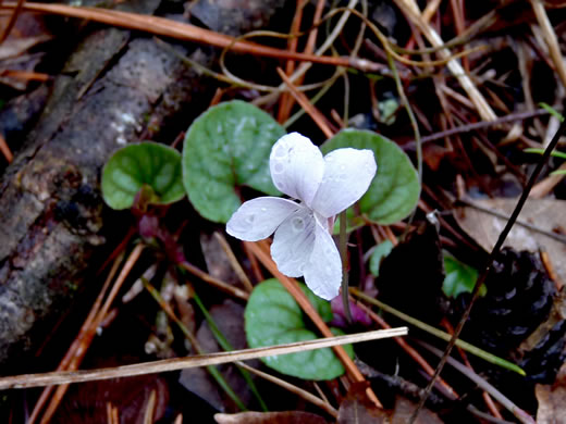 image of Viola walteri, Walter's Violet, Prostrate Blue Violet