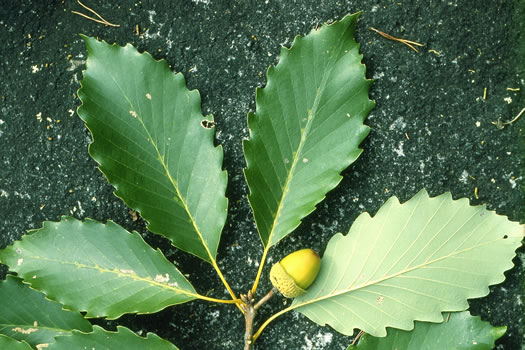 Rock Chestnut Oak