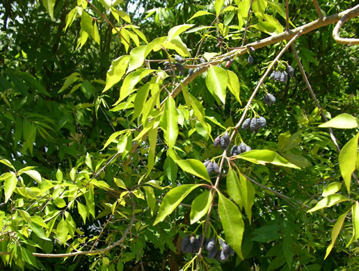 image of Forestiera acuminata, Swamp Forestiera, Swamp-privet