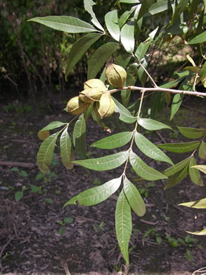 Carya aquatica, Water Hickory, Bitter Pecan