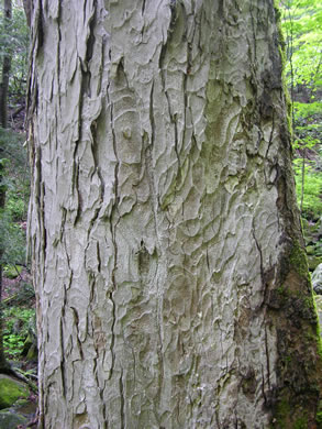 image of Aesculus flava, Yellow Buckeye