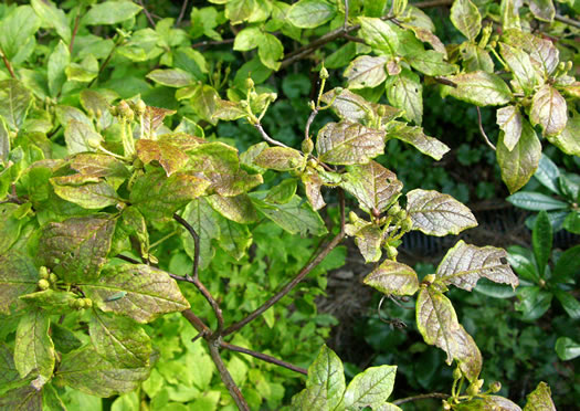 image of Rhododendron pilosum, Minniebush