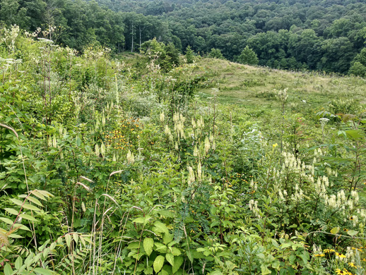 image of Astragalus canadensis var. canadensis, Canada Milkvetch