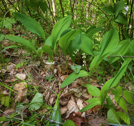 image of Convallaria pseudomajalis, American Lily-of-the-valley