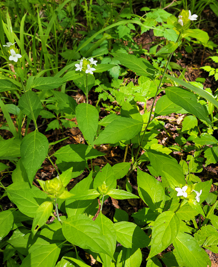 image of Yeatesia viridiflora, Yellow Bractspike