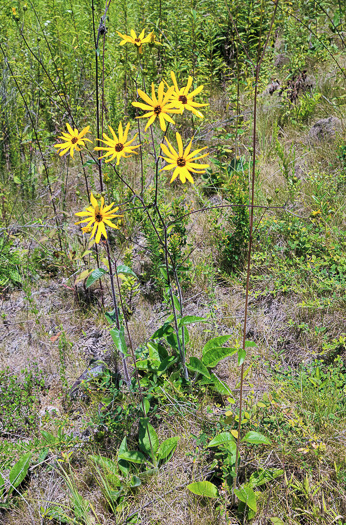 image of Helianthus atrorubens, Purple-disk Sunflower, Hairy Wood Sunflower, Appalachian Sunflower