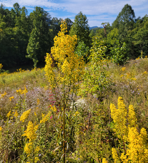 image of Solidago rigidiuscula, Narrowleaf Showy Goldenrod, Slender Showy Goldenrod, Stiff-leaved Showy Goldenrod, Prairie Goldenrod