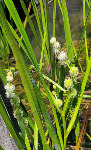 image of Sparganium americanum, American Bur-reed