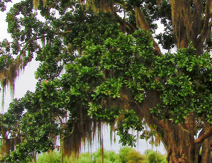 image of Quercus austrina, Bluff Oak, Bastard Oak