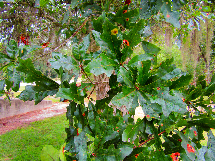 image of Quercus austrina, Bluff Oak, Bastard Oak