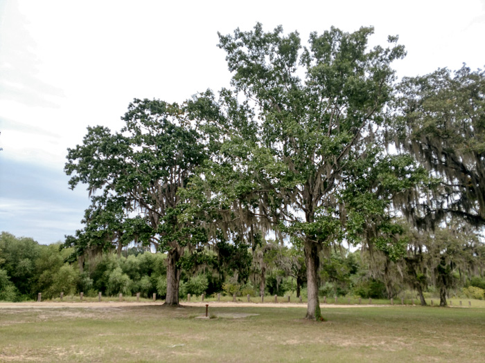 image of Quercus austrina, Bluff Oak, Bastard Oak