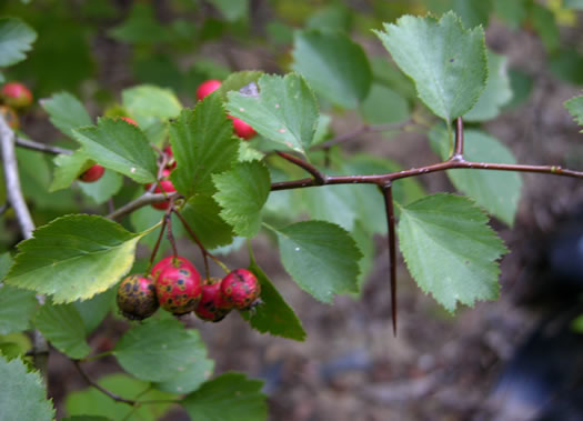 image of Crataegus aemula, Rome Hawthorn