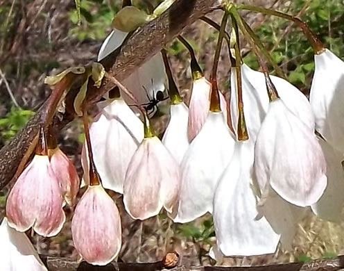 image of Halesia tetraptera var. monticola, Mountain Silverbell