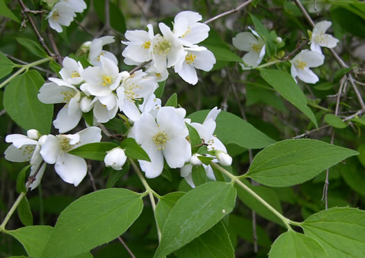 Hairy Mock-orange