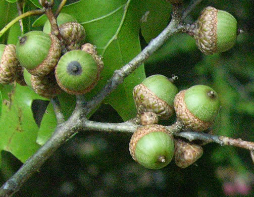 image of Quercus georgiana, Georgia Oak