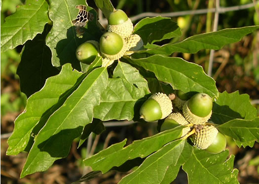 image of Quercus prinoides, Dwarf Chinquapin Oak