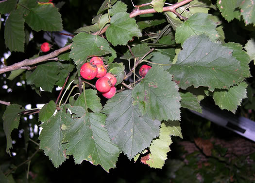 image of Crataegus mollis var. mollis, Downy Hawthorn