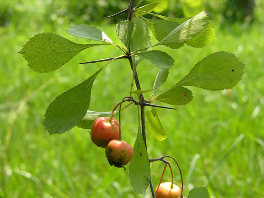 image of Crataegus florens, Mississippi Hawthorn