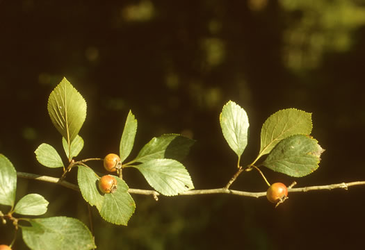 image of Crataegus collina, Hillside Hawthorn