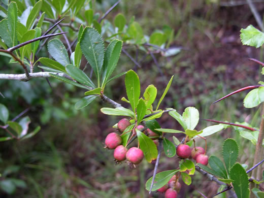 image of Crataegus crus-galli var. crus-galli, Cockspur Hawthorn