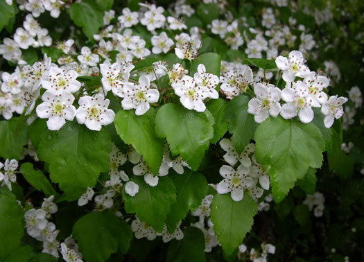 image of Crataegus pruinosa var. gattingeri, Gattinger's Hawthorn