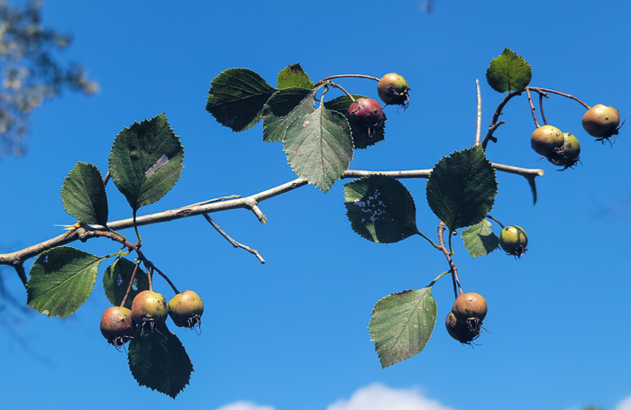 image of Crataegus aemula, Rome Hawthorn