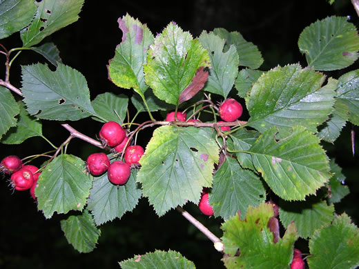 image of Crataegus succulenta var. succulenta, Fleshy Hawthorn