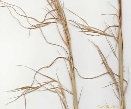 image of Andropogon virginicus var. virginicus, Broomsedge, Broomsedge Bluestem, Old-field Broomstraw, "Sedge Grass"