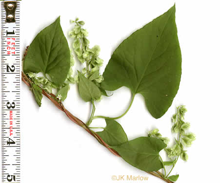 image of Fallopia convolvulus, Climbing Buckwheat, Nimblewill, Black Bindweed