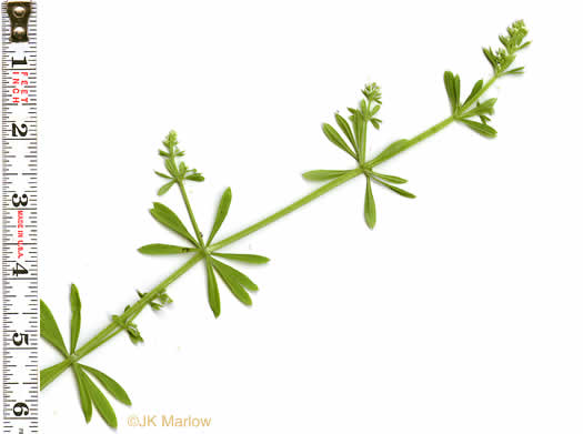 image of Galium aparine, Cleavers, Bedstraw