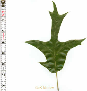 image of Quercus falcata, Southern Red Oak, Spanish Oak