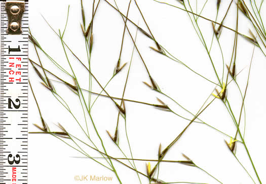 image of Piptochaetium avenaceum, Green Needlegrass, Blackseed Needlegrass, Eastern Needlegrass, Black Oatgrass