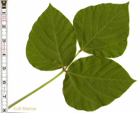 Pueraria montana var. lobata, Kudzu, Foot-a-Day