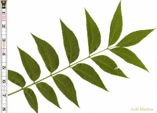 image of Carya illinoinensis, Pecan