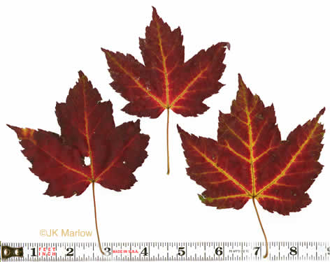 image of Acer rubrum var. rubrum, Eastern Red Maple