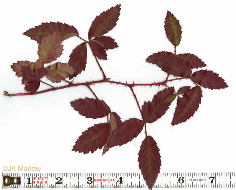 Rubus trivialis, Southern Dewberry, Coastal Plain Dewberry